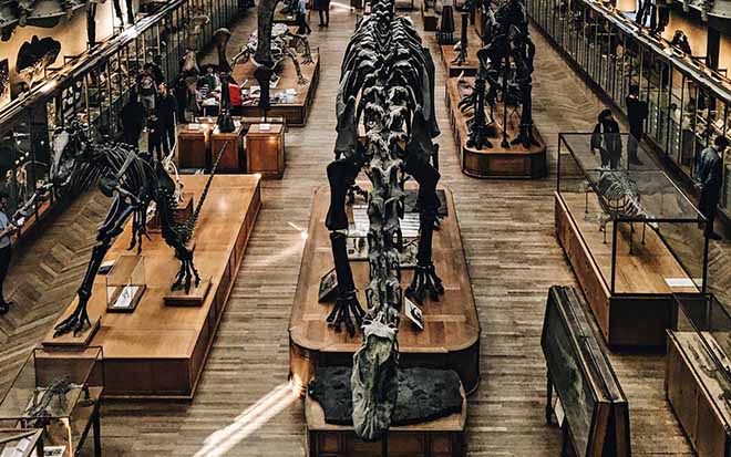 Dinosaur skeletons display