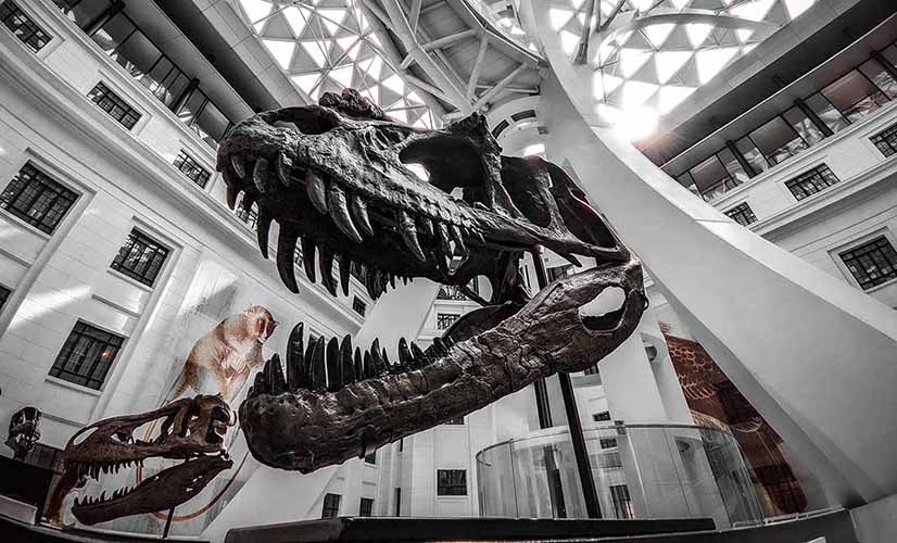 T-rex skeleton head on display