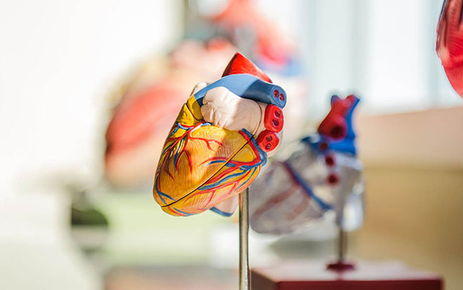 Model of human heart