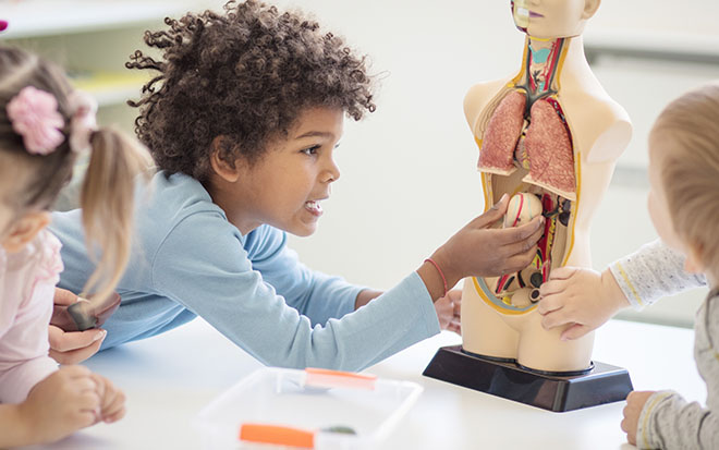 Kids playing with model of human bodies organs